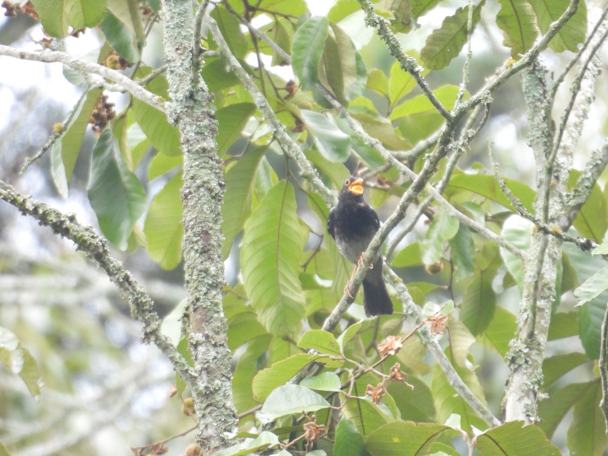 Yellow-legged Thrush - ML638875947
