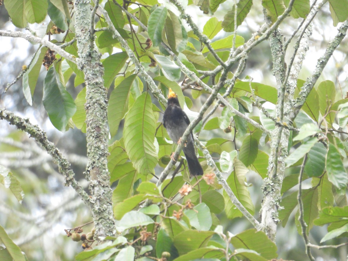 Yellow-legged Thrush - ML638875948