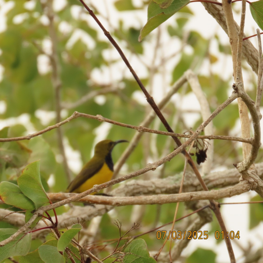 Sahul Sunbird - ML638875967