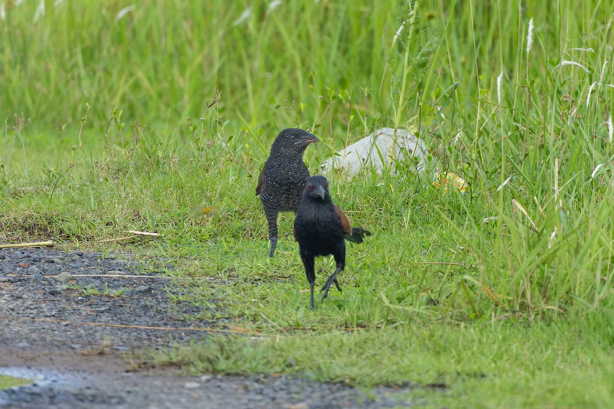 Greater Coucal - ML638875968