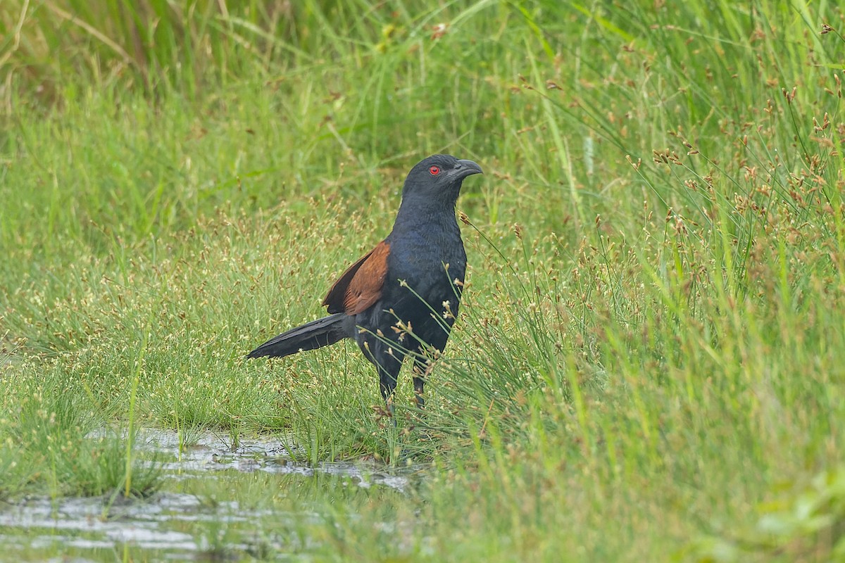 Greater Coucal - ML638875969