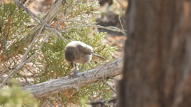 Juniper Titmouse - ML638875982