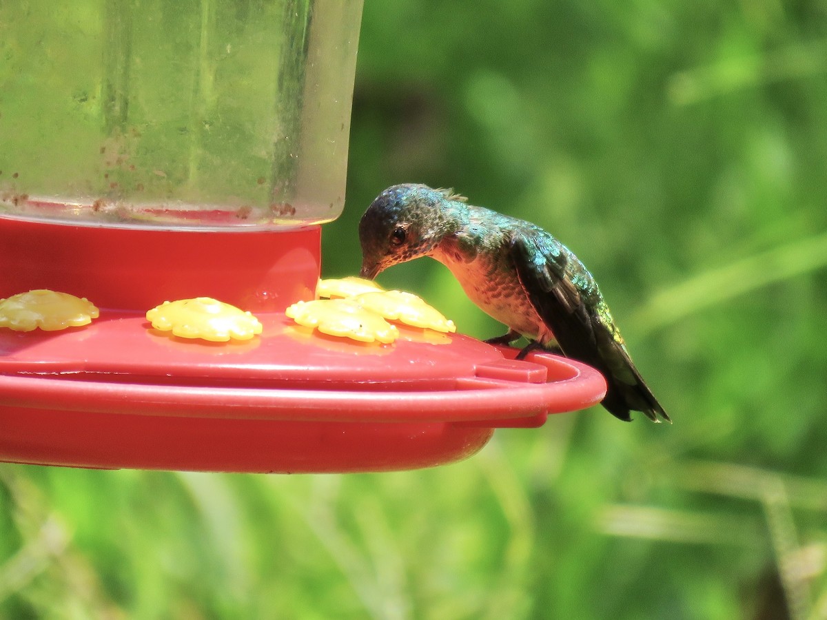 Golden-tailed Sapphire - ML638875985