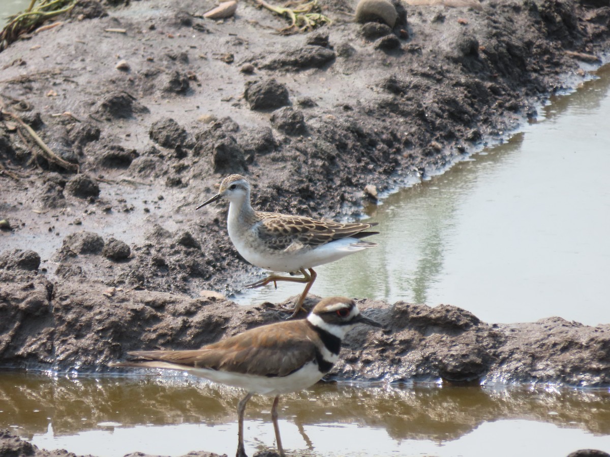 Wilson's Phalarope - ML638876038