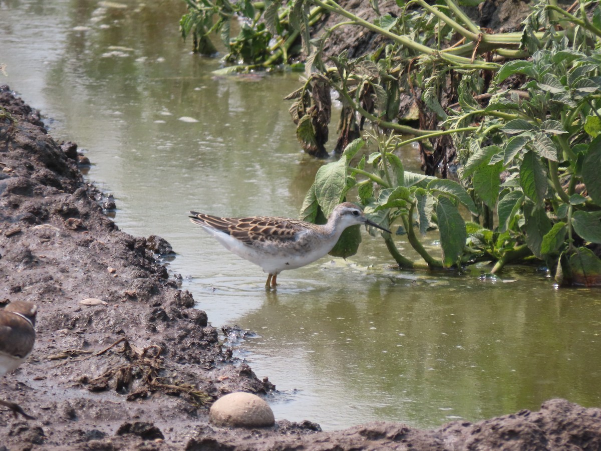 Wilson's Phalarope - ML638876045