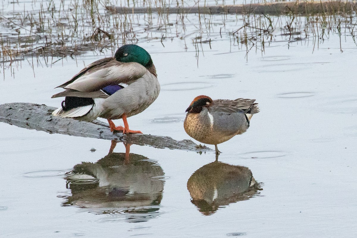 Green-winged Teal (American) - ML638876059