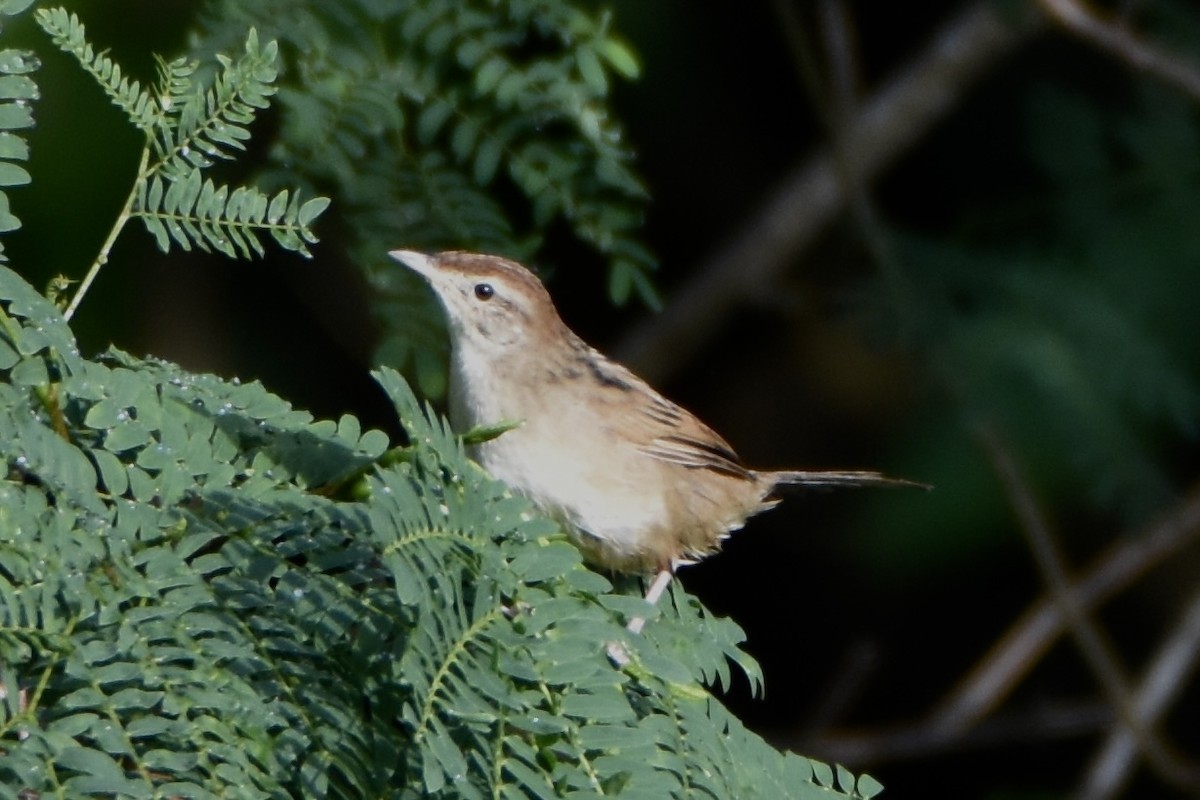 Tawny Grassbird - ML638876072