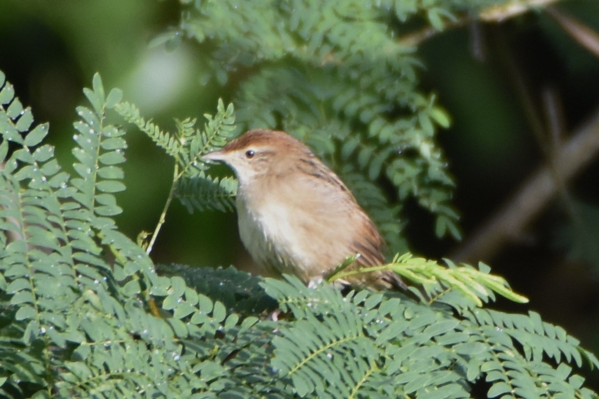 Tawny Grassbird - ML638876075