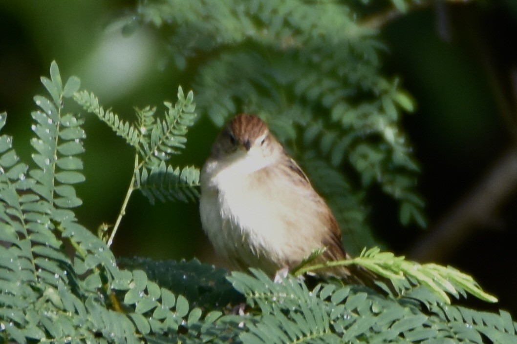 Tawny Grassbird - ML638876076