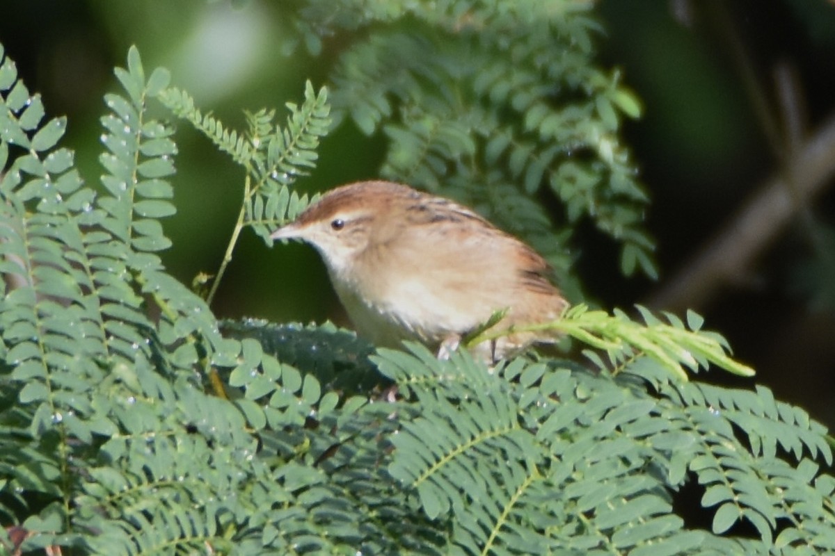 Tawny Grassbird - ML638876077