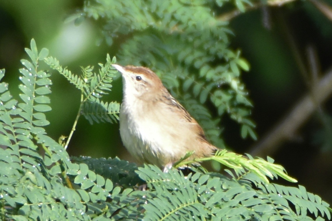 Tawny Grassbird - ML638876078