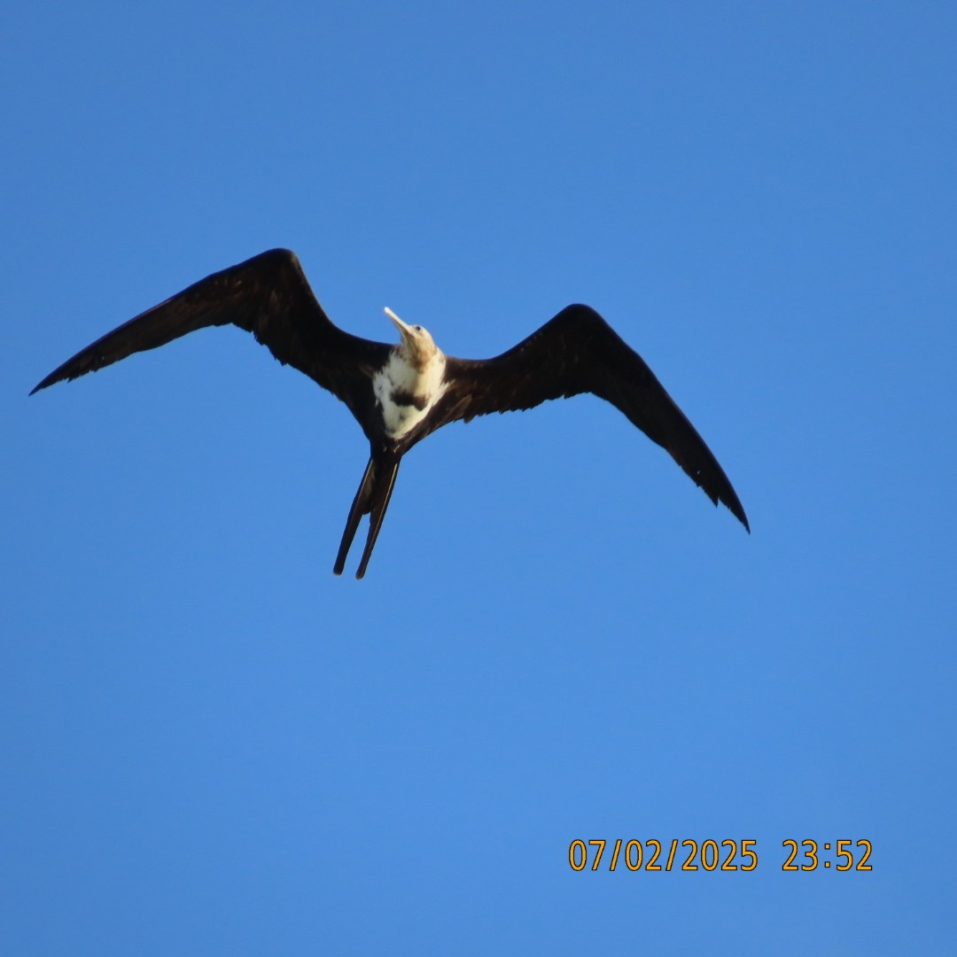 Lesser Frigatebird - ML638876082