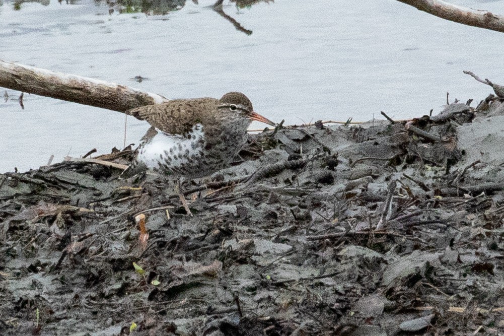 Spotted Sandpiper - ML638876120