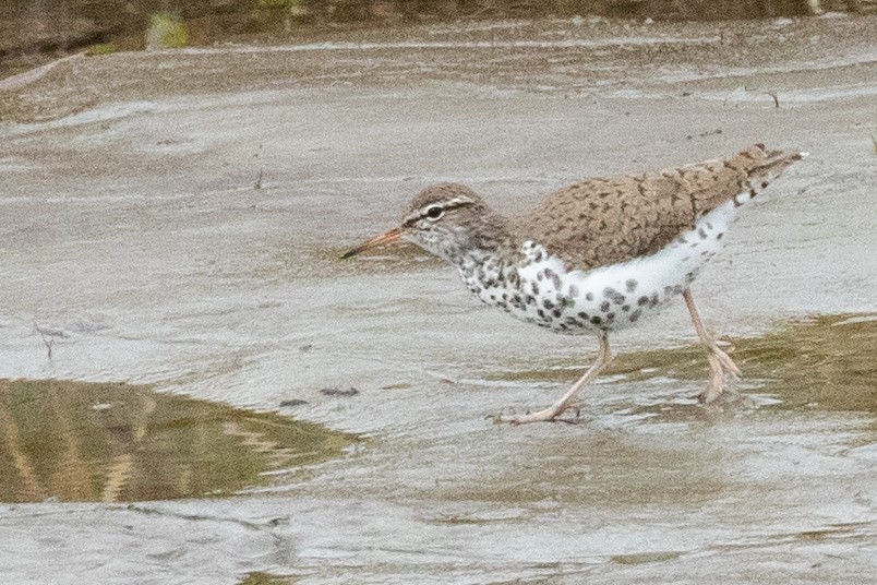 Spotted Sandpiper - ML638876134