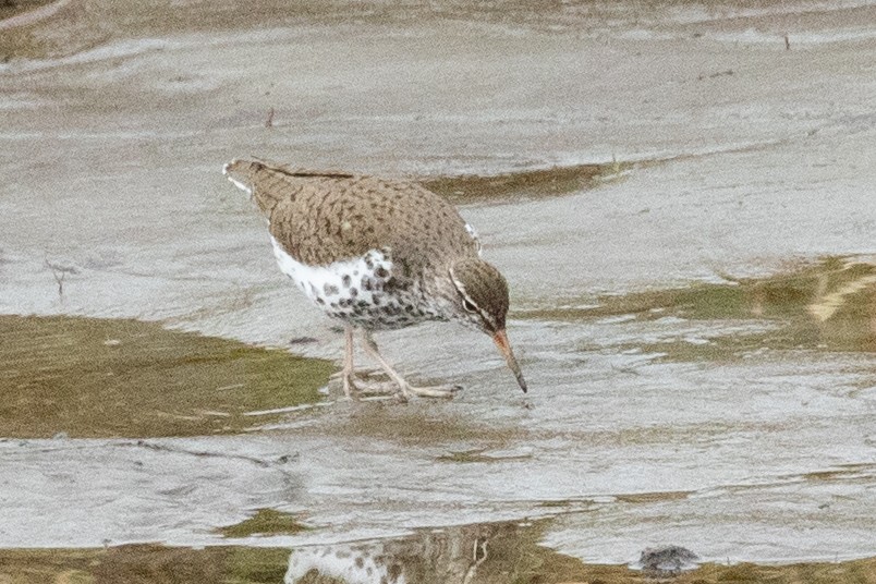 Spotted Sandpiper - ML638876150