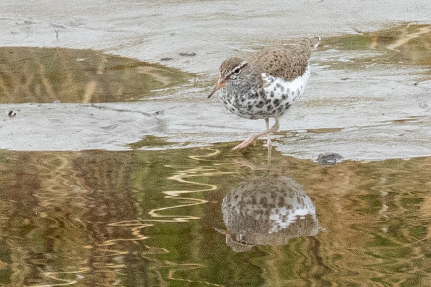 Spotted Sandpiper - ML638876156