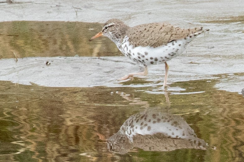 Spotted Sandpiper - ML638876158