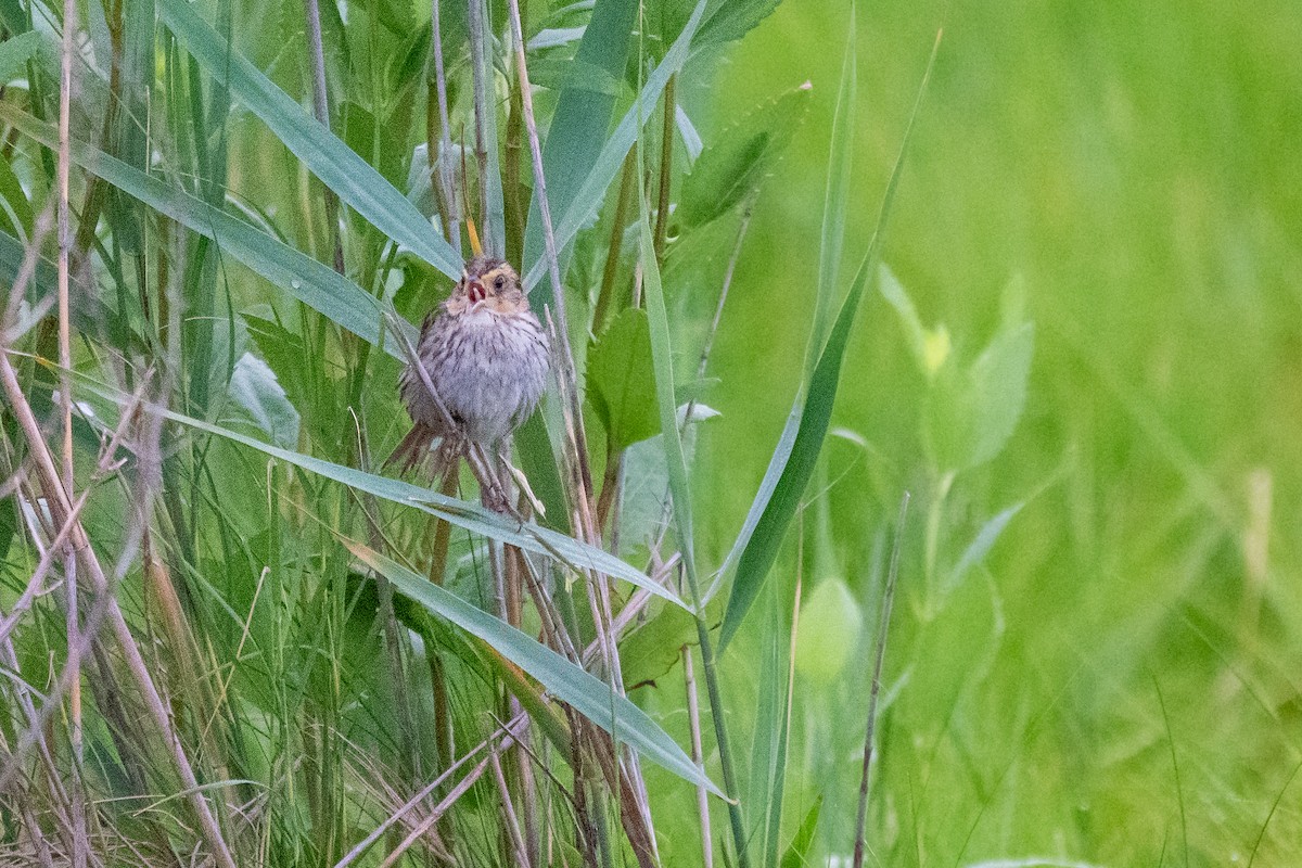 Saltmarsh Sparrow - ML638876173