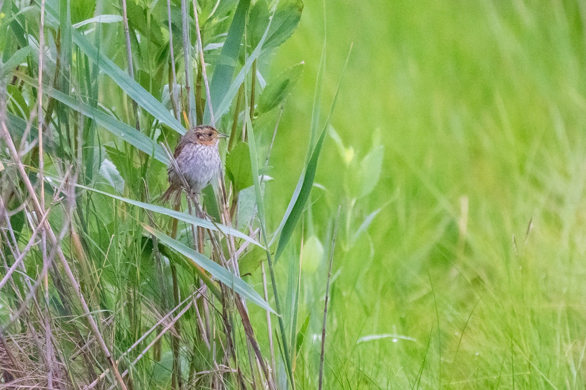 Saltmarsh Sparrow - ML638876174