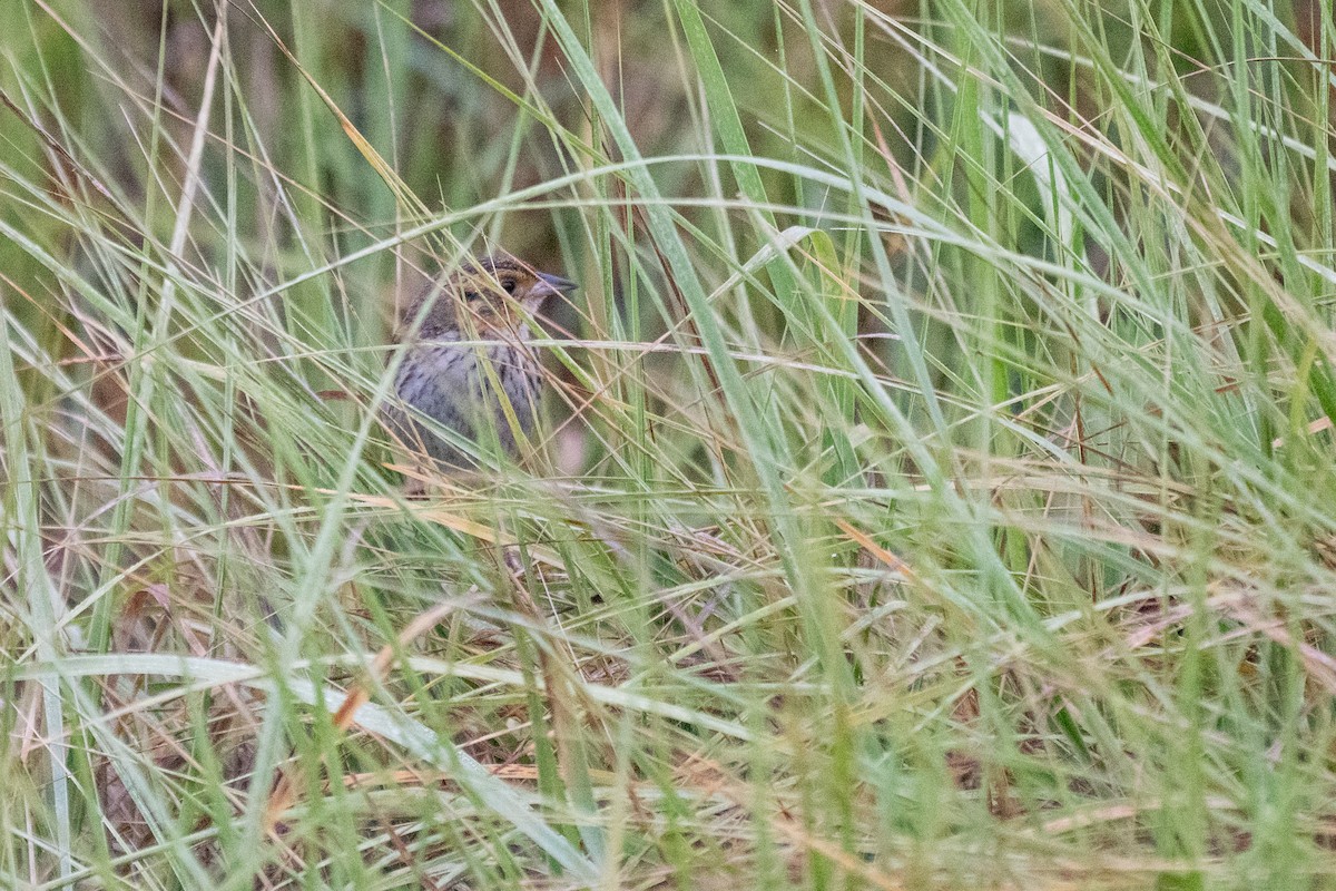 Saltmarsh Sparrow - ML638876175
