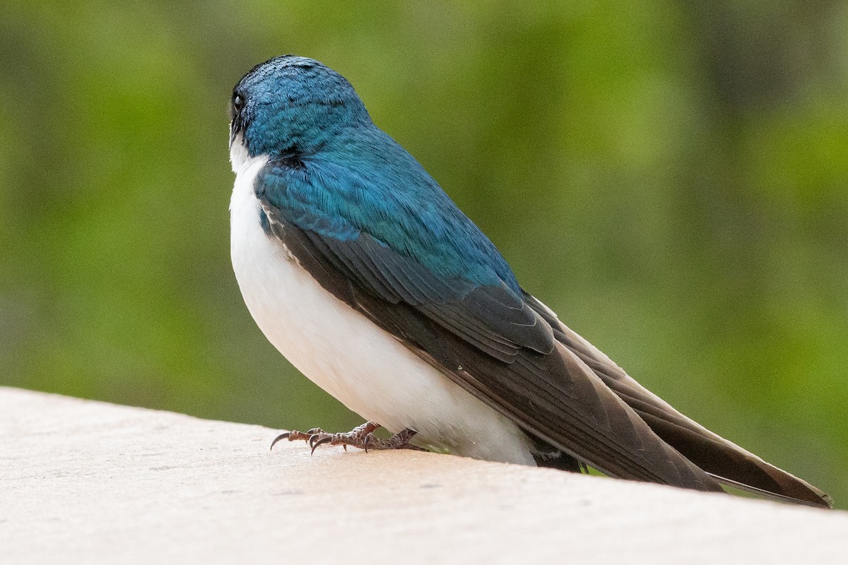 Tree Swallow - ML638876183