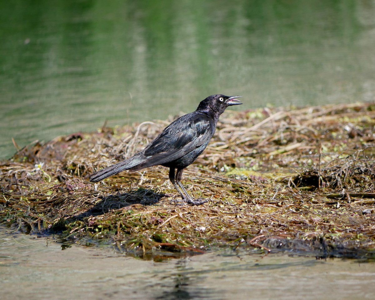 Brewer's Blackbird - ML638876186