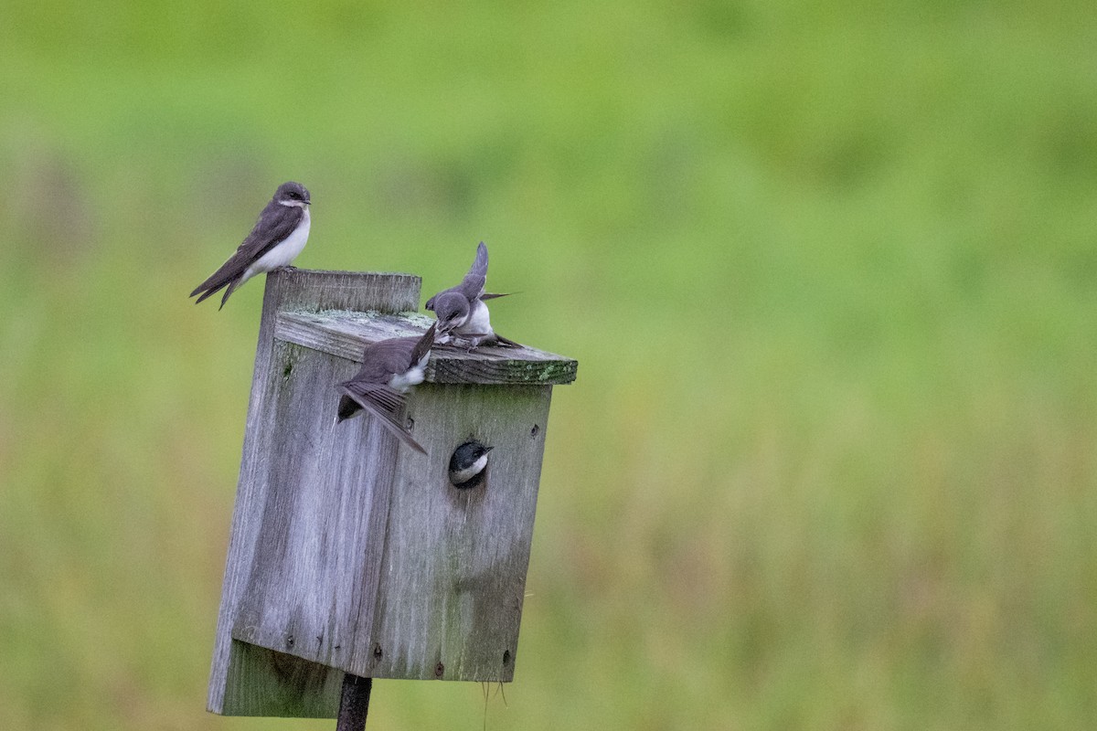 Tree Swallow - ML638876187