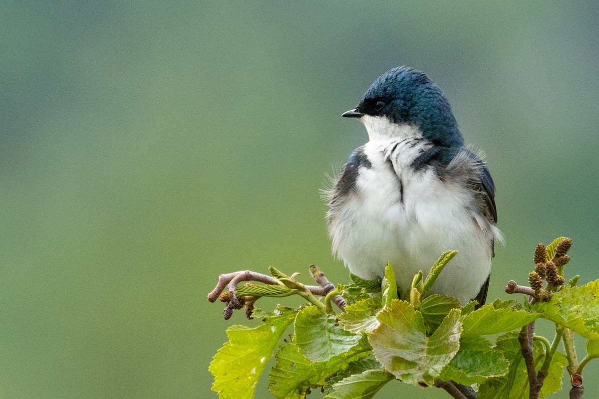 Tree Swallow - ML638876191