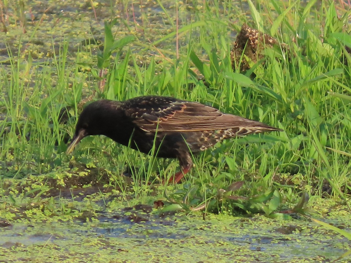歐洲椋鳥 - ML638876197