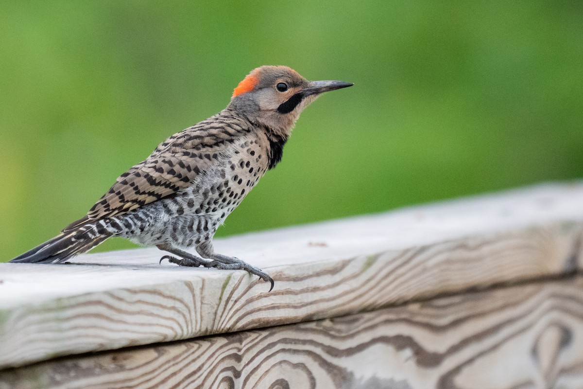Northern Flicker - ML638876198