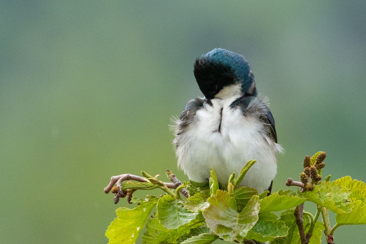 Tree Swallow - ML638876199