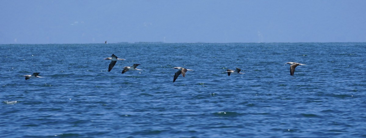 Blue-footed Booby - ML638876200