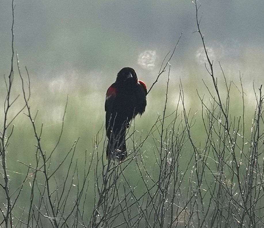 Red-winged Blackbird - ML638876209