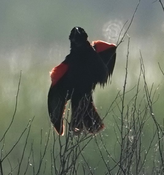Red-winged Blackbird - ML638876211