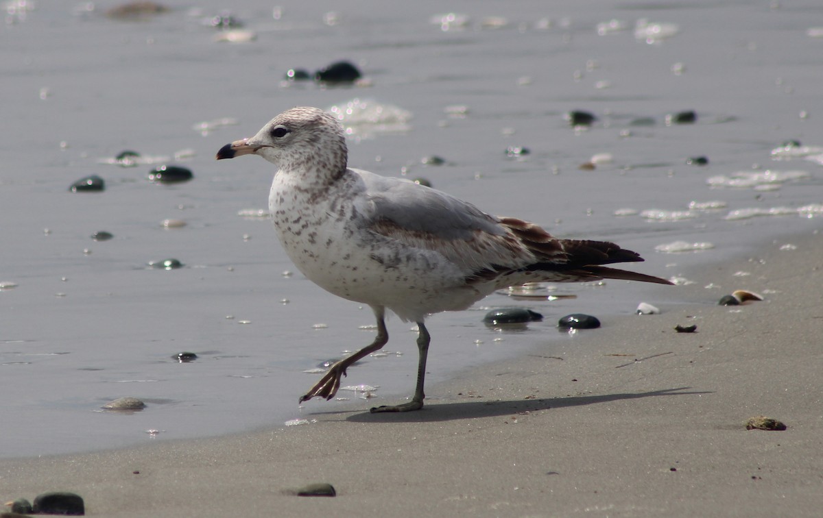 Ring-billed Gull - ML638876212