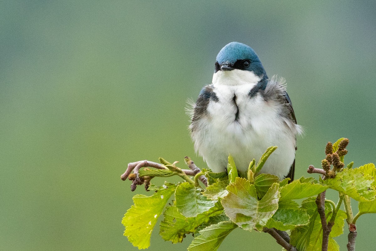 Tree Swallow - ML638876217