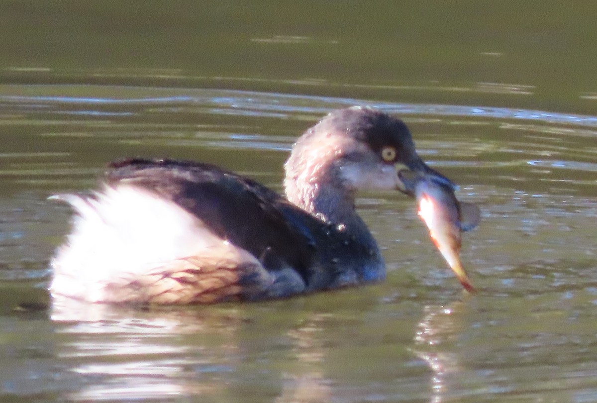 Australasian Grebe - ML638876223