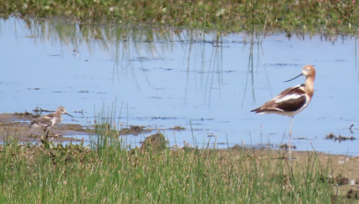 American Avocet - ML638876224