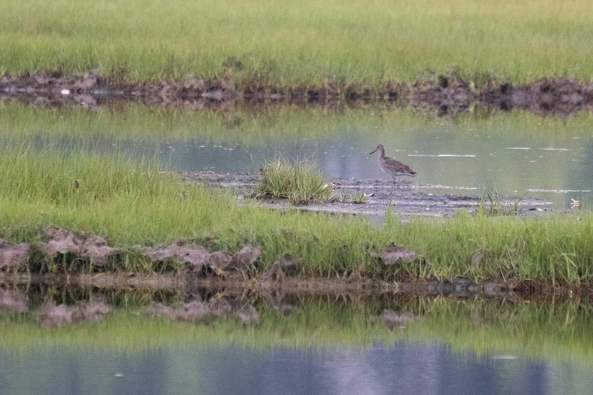 Willet - ML638876229