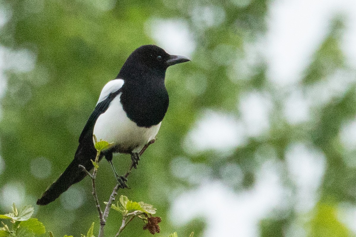 Black-billed Magpie - ML638876236