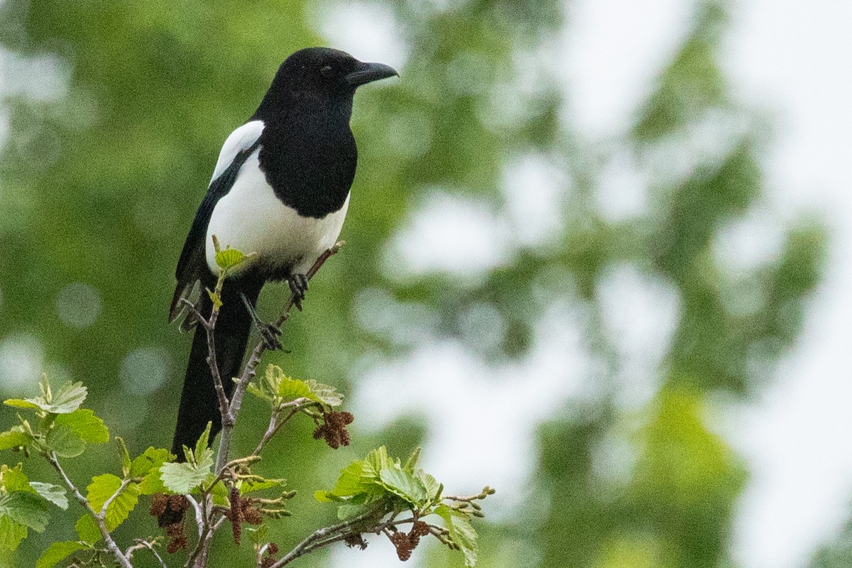 Black-billed Magpie - ML638876240