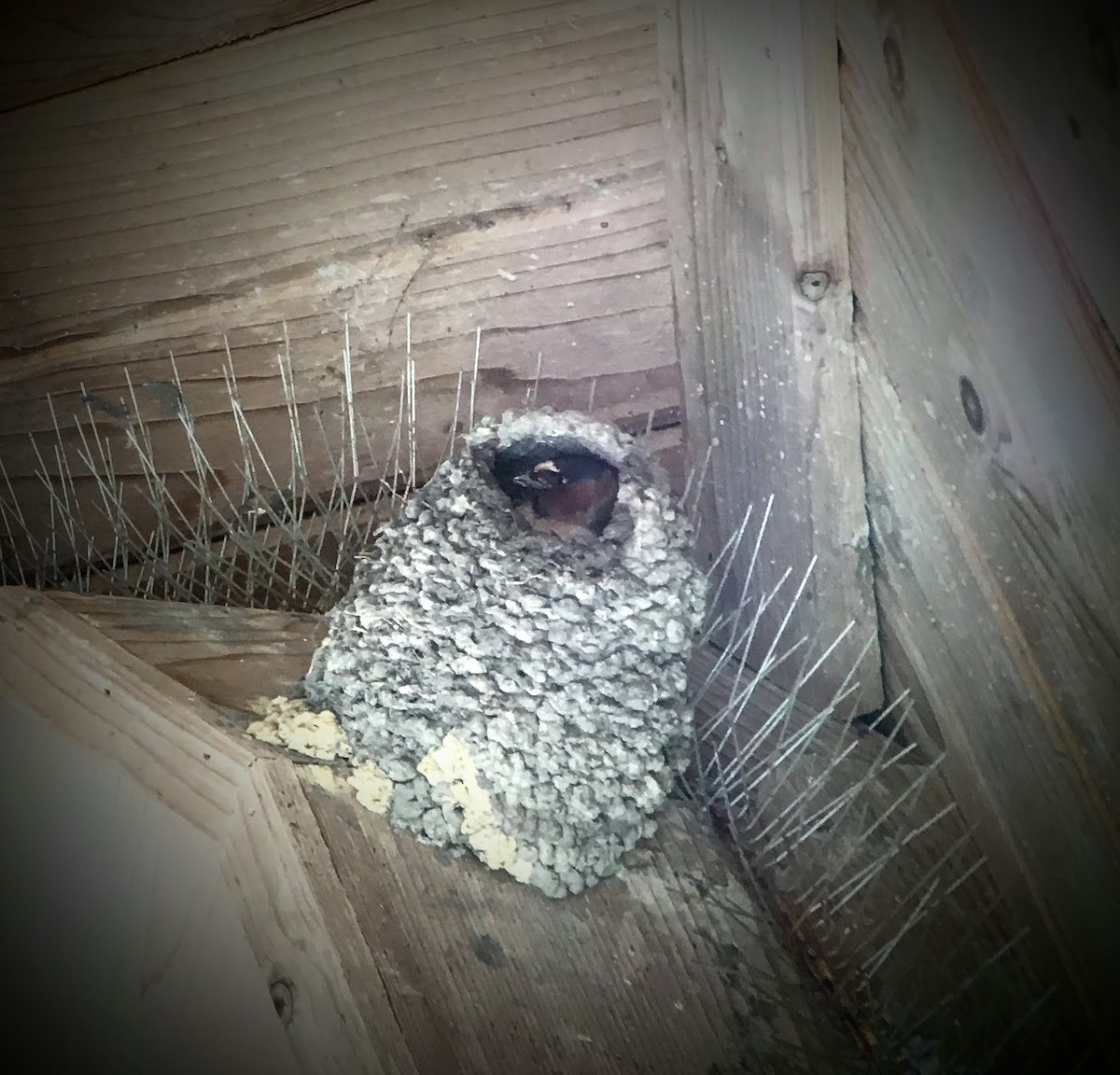 Cliff Swallow - ML638876242