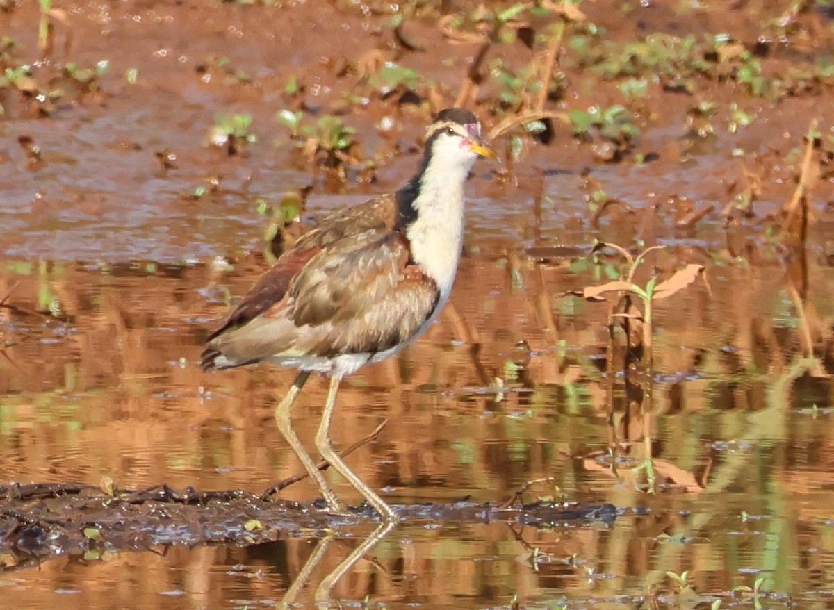 Wattled Jacana - ML638876243