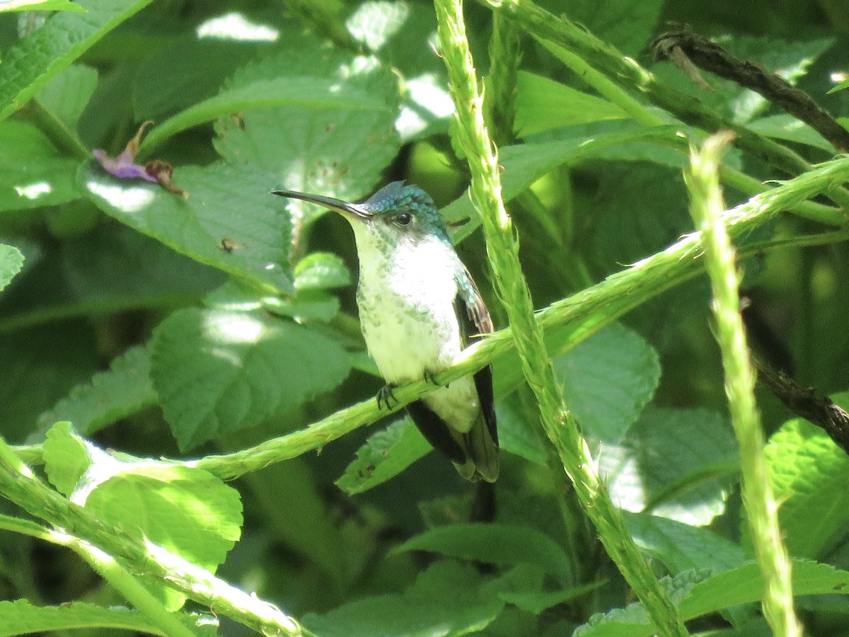 Golden-tailed Sapphire - ML638876244