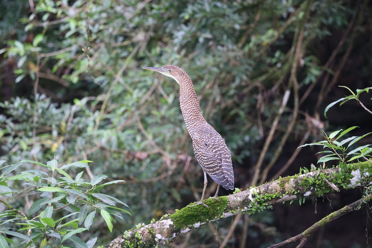 Bare-throated Tiger-Heron - ML638876249