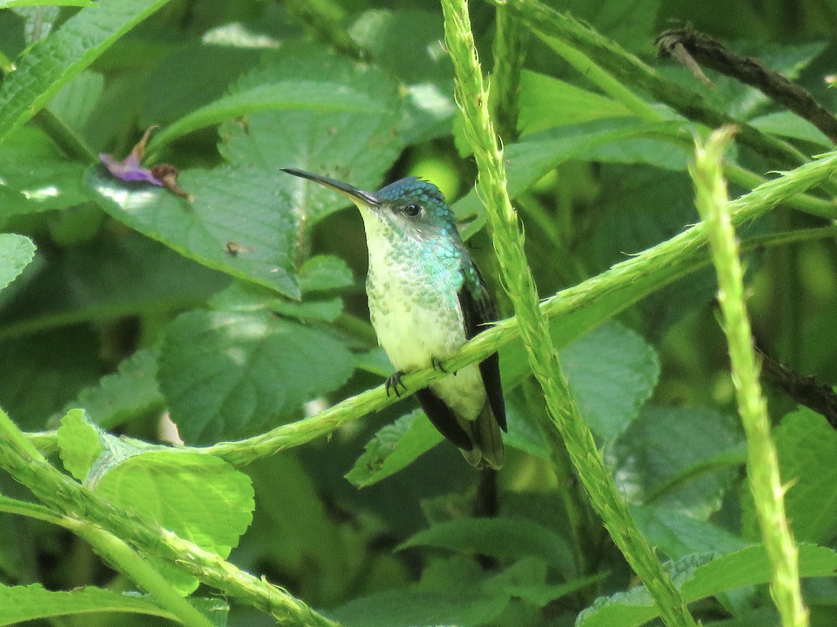 Golden-tailed Sapphire - ML638876252