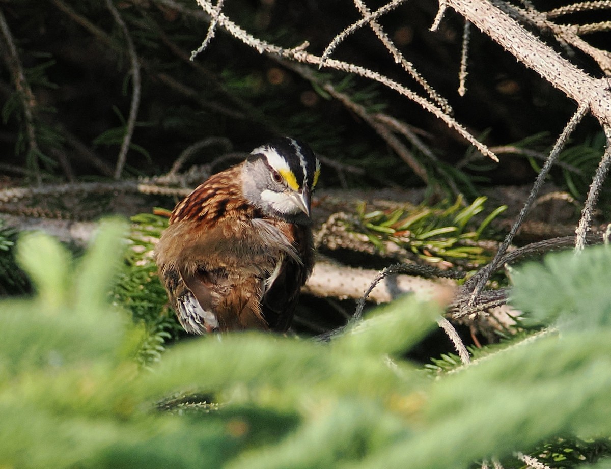 White-throated Sparrow - ML638876280
