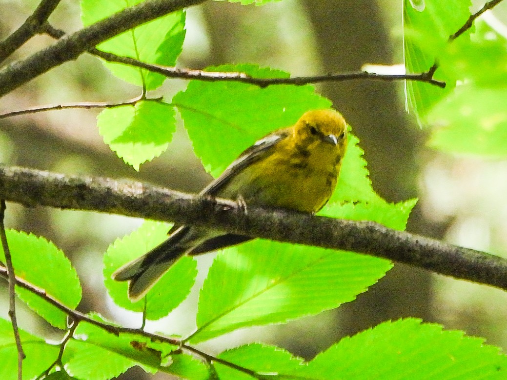 Pine Warbler - ML638876295
