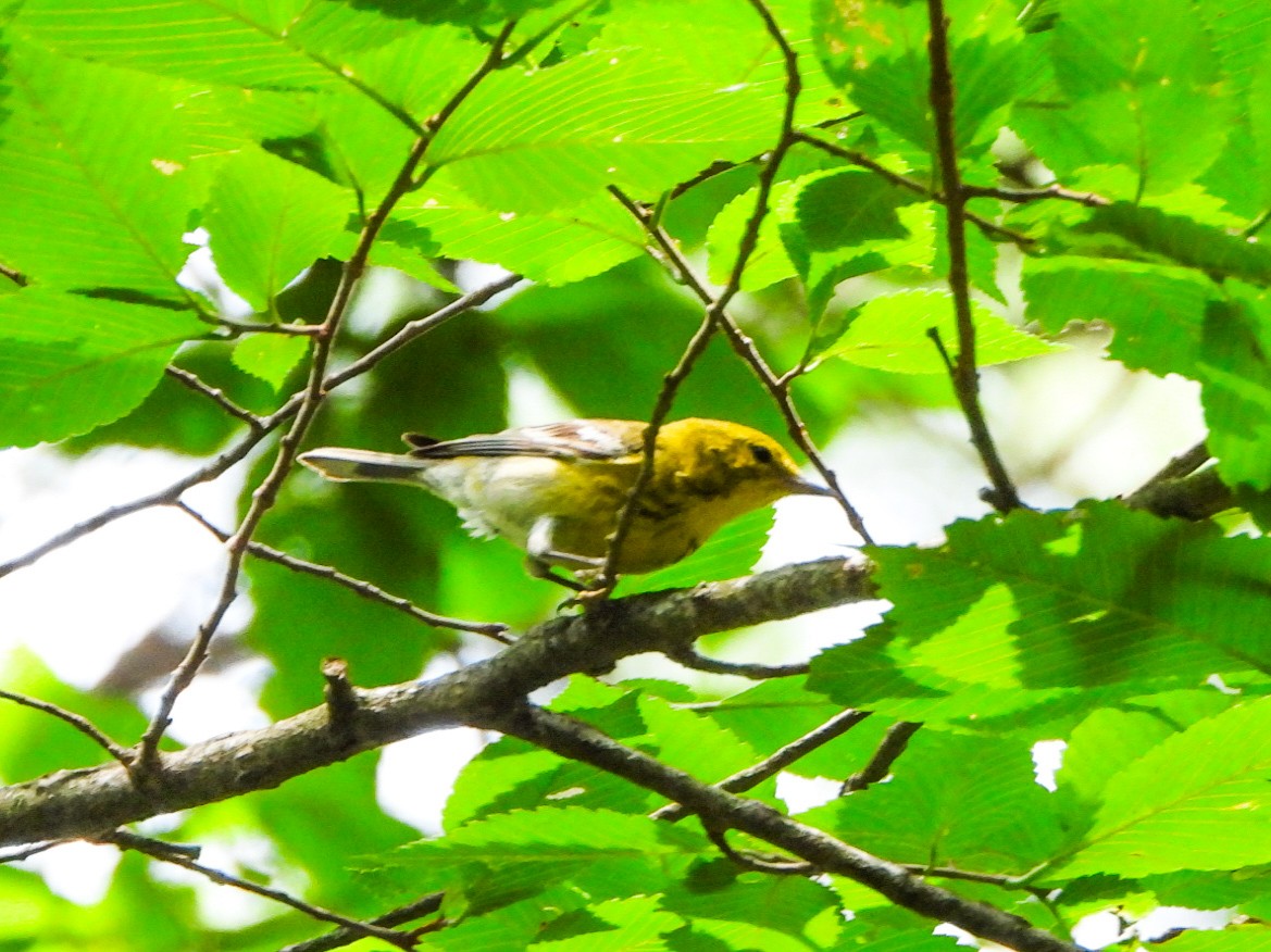Pine Warbler - ML638876296