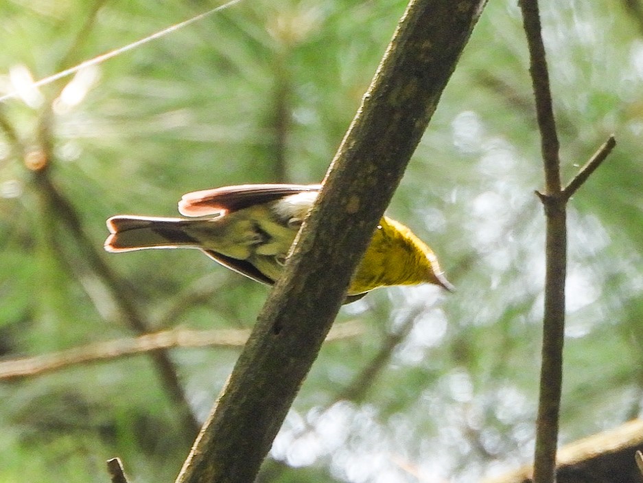 Pine Warbler - ML638876297